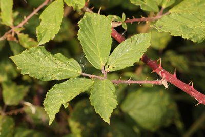 Rubus lindleyanus, photographed by Stephen James McWilliam