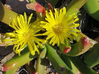 Glottiphyllum regium, photographed by Di Turner
