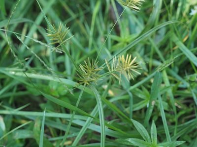 Cyperus strigosus, photographed by mefisher