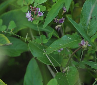 Lespedeza procumbens, photographed by mefisher