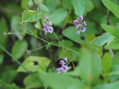 Lespedeza procumbens, photographed by mefisher