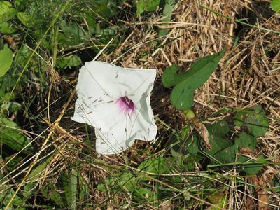 Ipomoea pandurata, photographed by mefisher