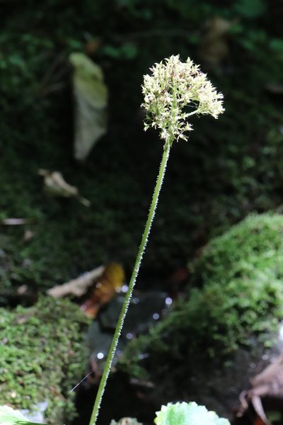 Micranthes manchuriensis, photographed by Nina Filippova