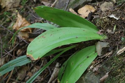 Clintonia udensis, photographed by Nina Filippova