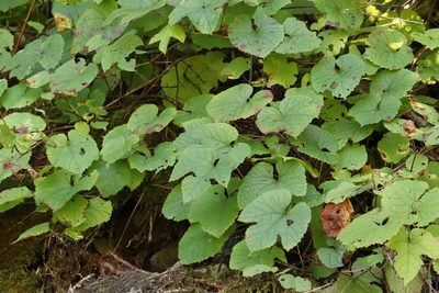 Vitis amurensis, photographed by Nina Filippova