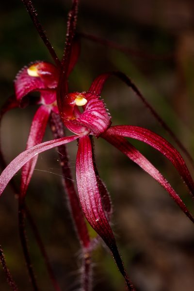 Caladenia filifera, photographed by Cal Wood
