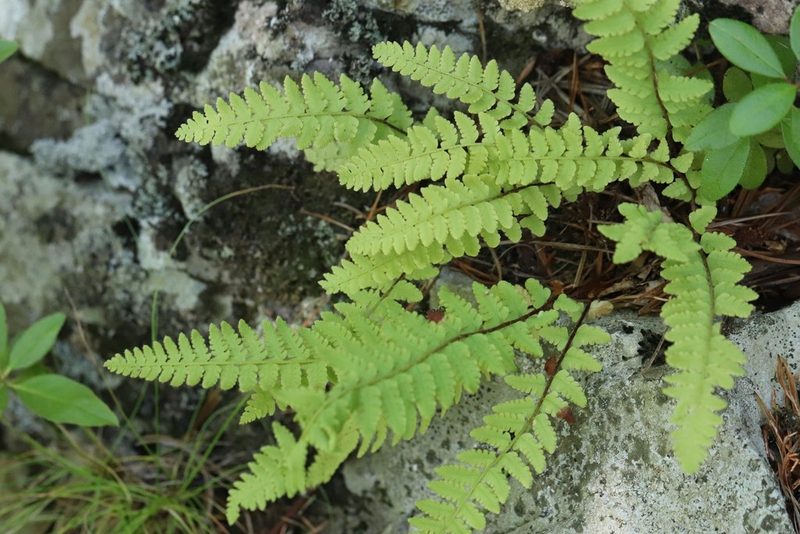 Woodsia subcordata, photographed by Nina Filippova