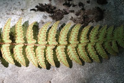Woodsia subcordata, photographed by Nina Filippova