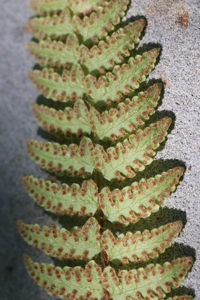 Woodsia subcordata, photographed by Nina Filippova