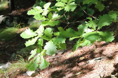 Quercus mongolica, photographed by Nina Filippova