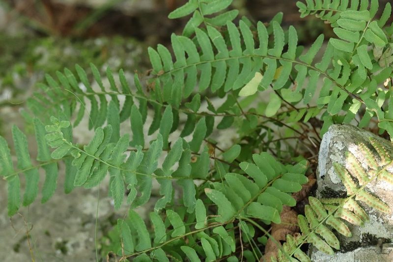 Woodsia polystichoides, photographed by Nina Filippova