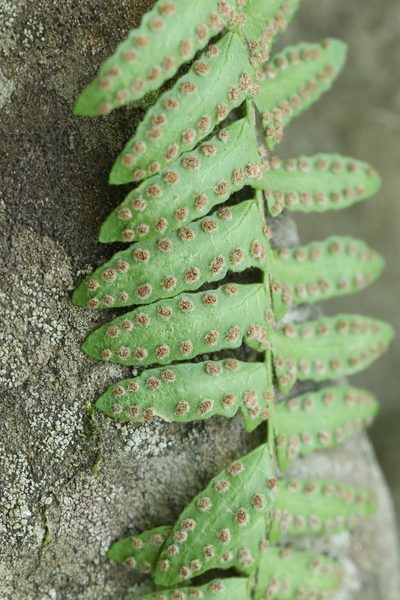 Woodsia polystichoides, photographed by Nina Filippova