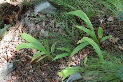 Carex siderosticta, photographed by Nina Filippova