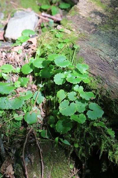 Chrysosplenium flagelliferum, photographed by Nina Filippova