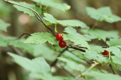 Ribes maximoviczianum, photographed by Nina Filippova
