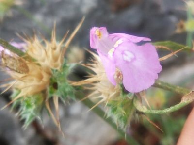 Galeopsis angustifolia, photographed by Ben Costamagna