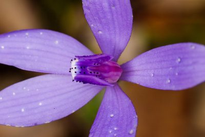 Caladenia sericea, photographed by Cal Wood