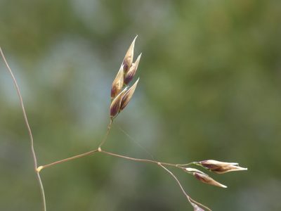 Piptatherum coerulescens, photographed by Yves Bas