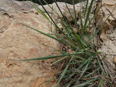 Piptatherum coerulescens, photographed by Yves Bas