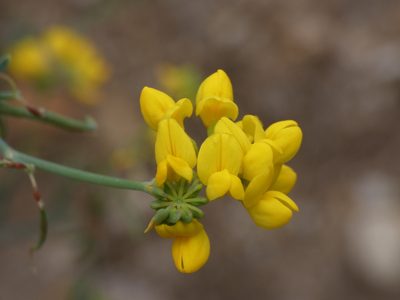 Coronilla juncea, photographed by Yves Bas