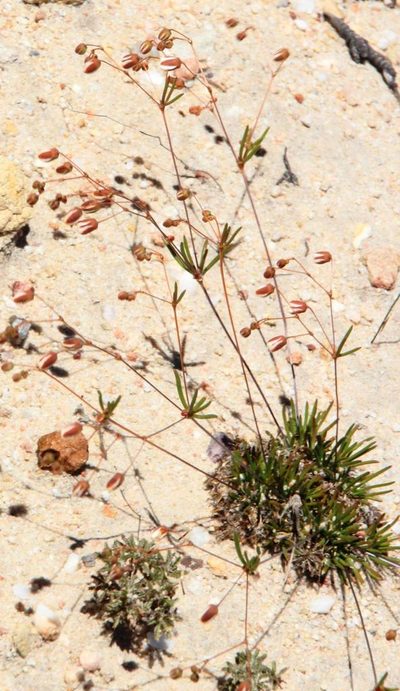 Pharnaceum dichotomum, photographed by Tony Rebelo