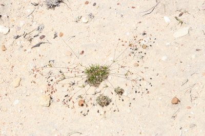 Pharnaceum dichotomum, photographed by Tony Rebelo