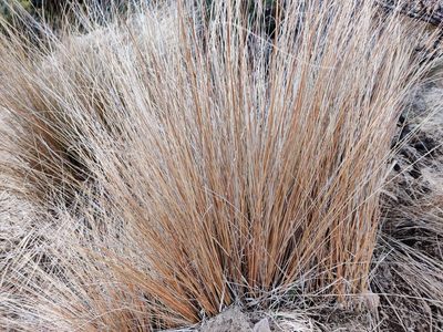 Chionochloa rubra, photographed by southerndon