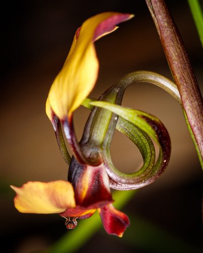 Diuris brachyscapa, photographed by Cal Wood