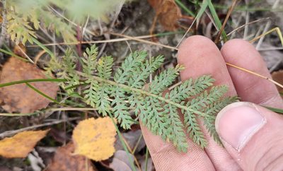Tanacetum bipinnatum, photographed by Yurii Basov