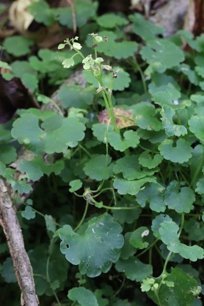 Chrysosplenium flagelliferum, photographed by Nina Filippova