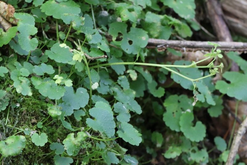 Chrysosplenium flagelliferum, photographed by Nina Filippova