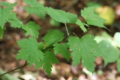 Ribes maximoviczianum, photographed by Nina Filippova