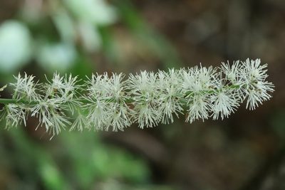 Actaea simplex, photographed by Nina Filippova