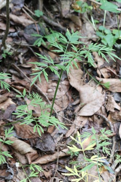 Ostericum maximowiczii, photographed by Nina Filippova