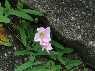 Calystegia hederacea, photographed by mami_t_t