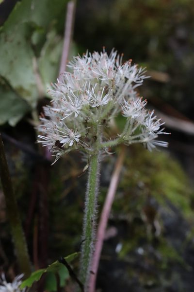 Micranthes manchuriensis, photographed by Nina Filippova
