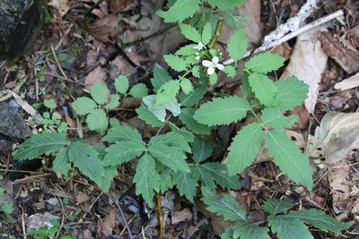 Cardamine macrophylla, photographed by Nina Filippova