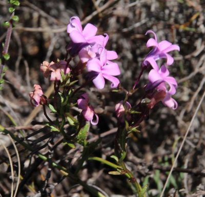 Cyphia banksiana, photographed by Tony Rebelo