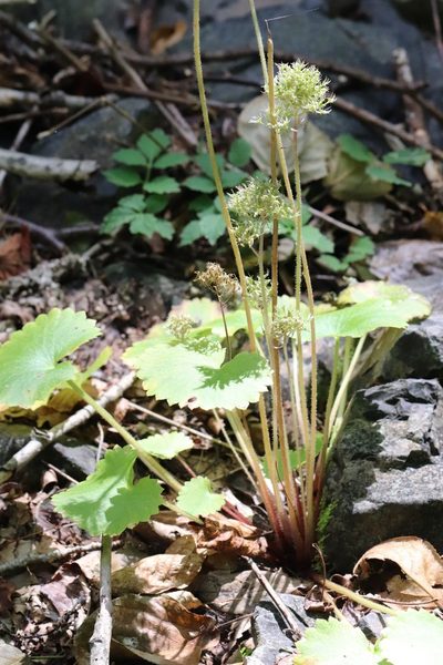Micranthes manchuriensis, photographed by Nina Filippova