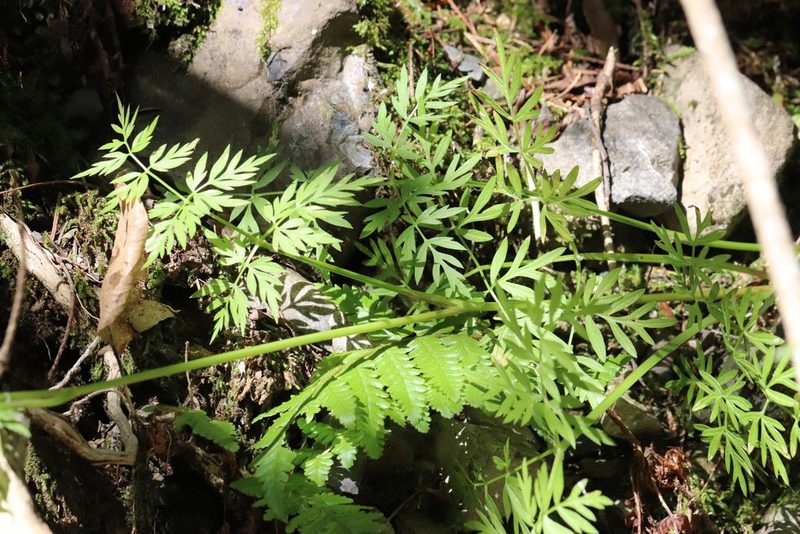 Ostericum maximowiczii, photographed by Nina Filippova