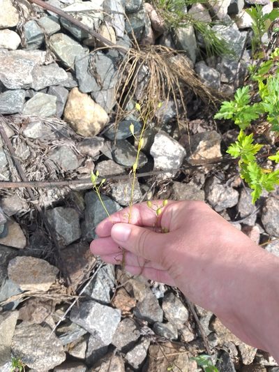Camelina sativa, photographed by Dmitriy Bochkov