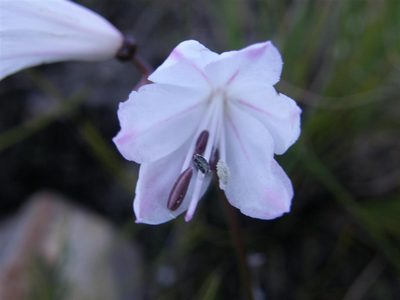 Nerine pudica, photographed by Klaus Wehrlin