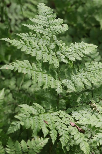 Dryopteris amurensis, photographed by Nina Filippova