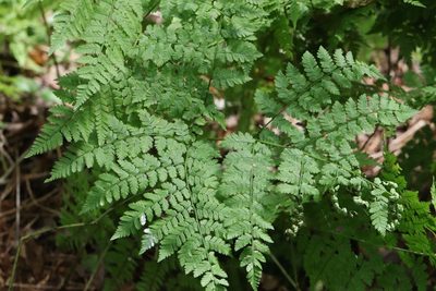 Dryopteris amurensis, photographed by Nina Filippova