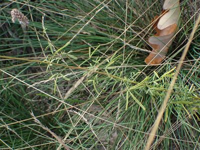 Dalea purpurea, photographed by Mary Krieger