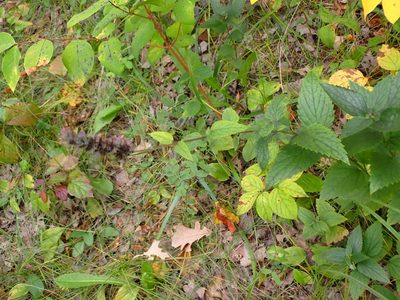 Agastache foeniculum, photographed by Mary Krieger
