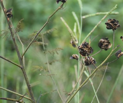 Desmanthus illinoensis, photographed by susanaber