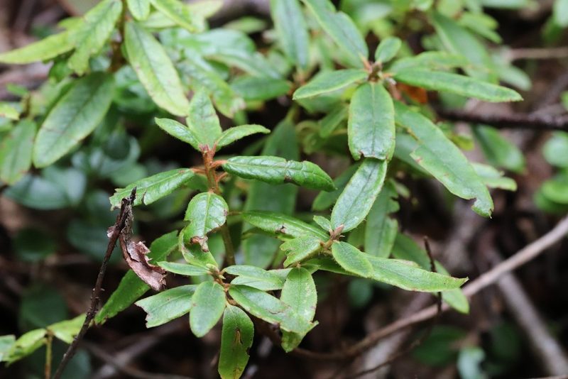 Rhododendron tolmachevii, photographed by Nina Filippova