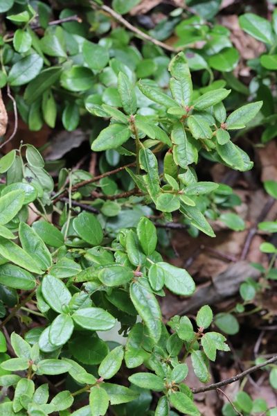 Rhododendron tolmachevii, photographed by Nina Filippova