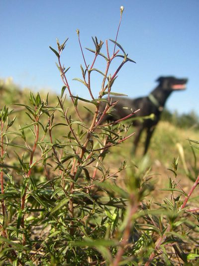 Wahlenbergia exilis, photographed by Tony Rebelo